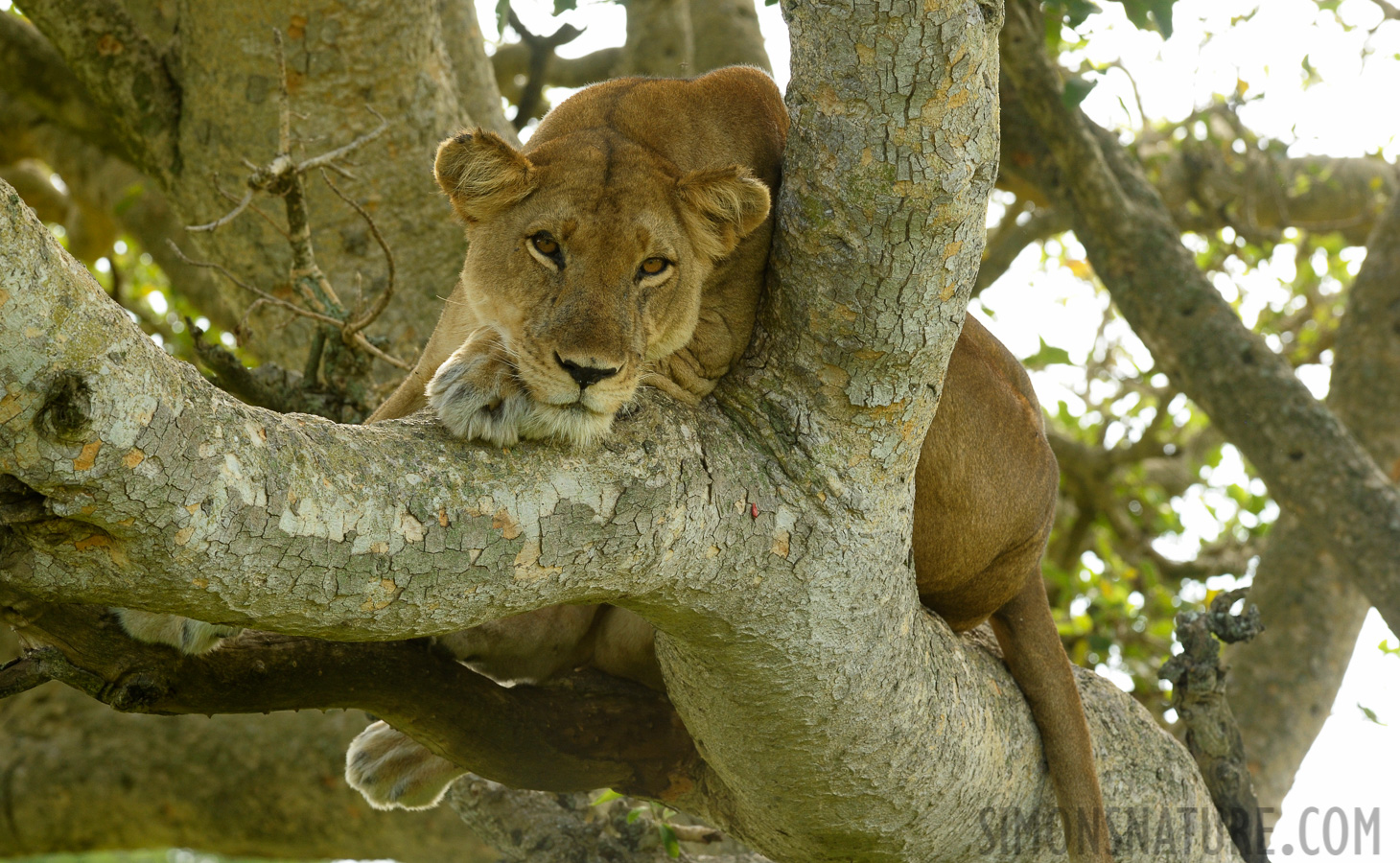 Panthera leo leo [200 mm, 1/125 sec at f / 9.0, ISO 1250]